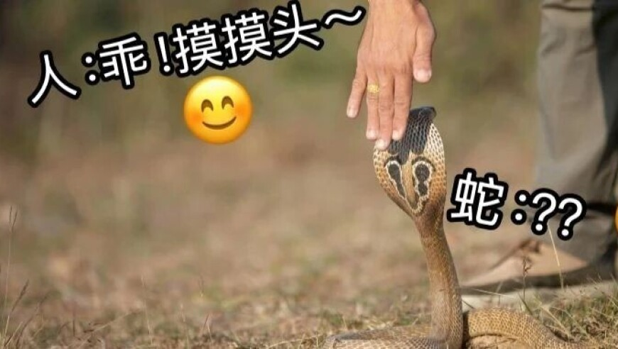 哪吒2进入国产影片出海榜TOP15,香港正版资料免费公开2025年,展开解析落实_精英版V9.62